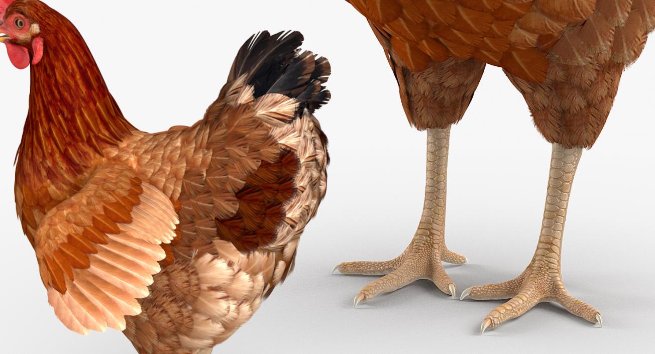 3D model Rigged Birds Collection 2