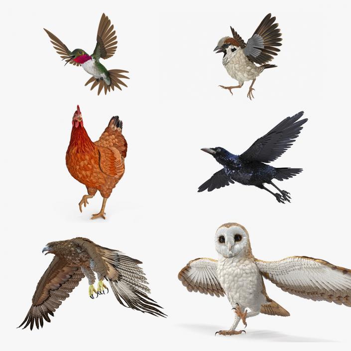 3D model Rigged Birds Collection 2