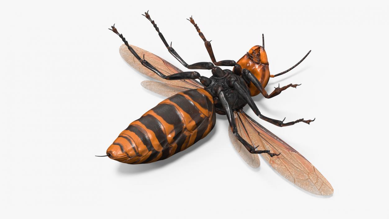 Giant Asian Hornet Basic Pose 3D model