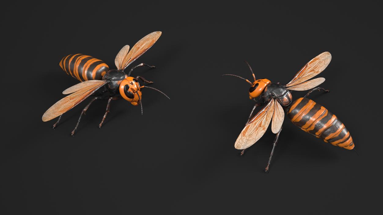 Giant Asian Hornet Basic Pose 3D model