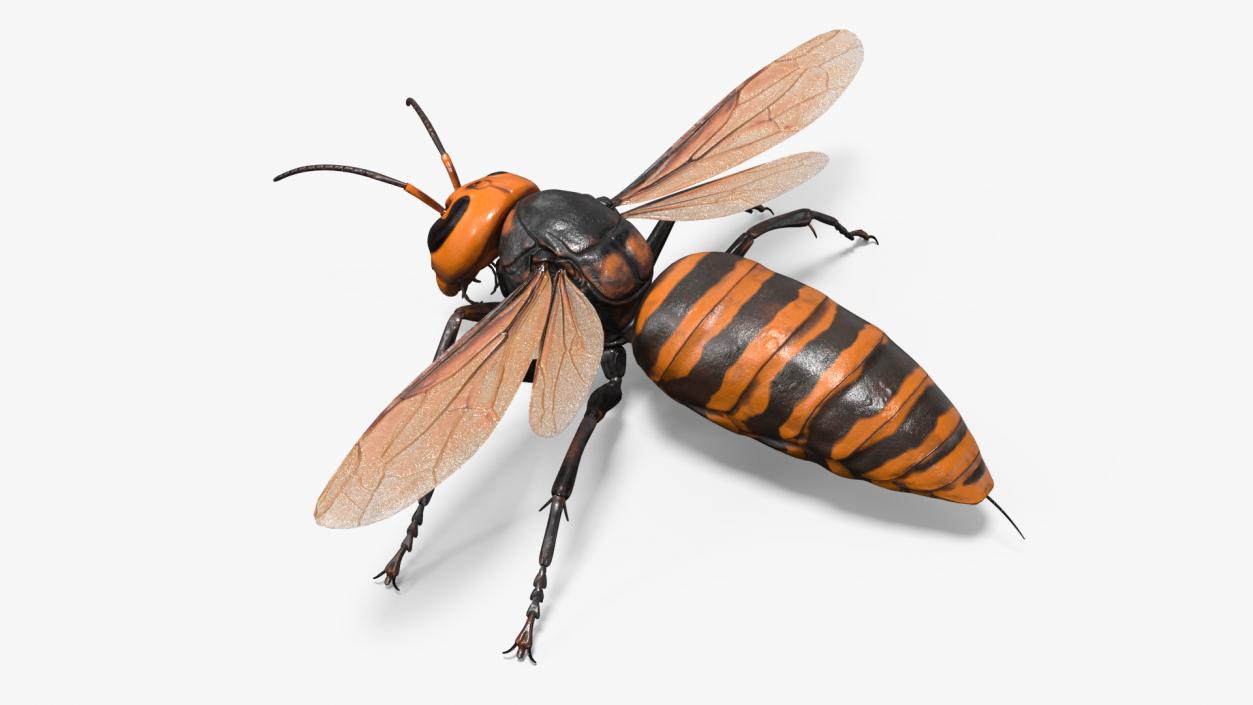 Giant Asian Hornet Basic Pose 3D model