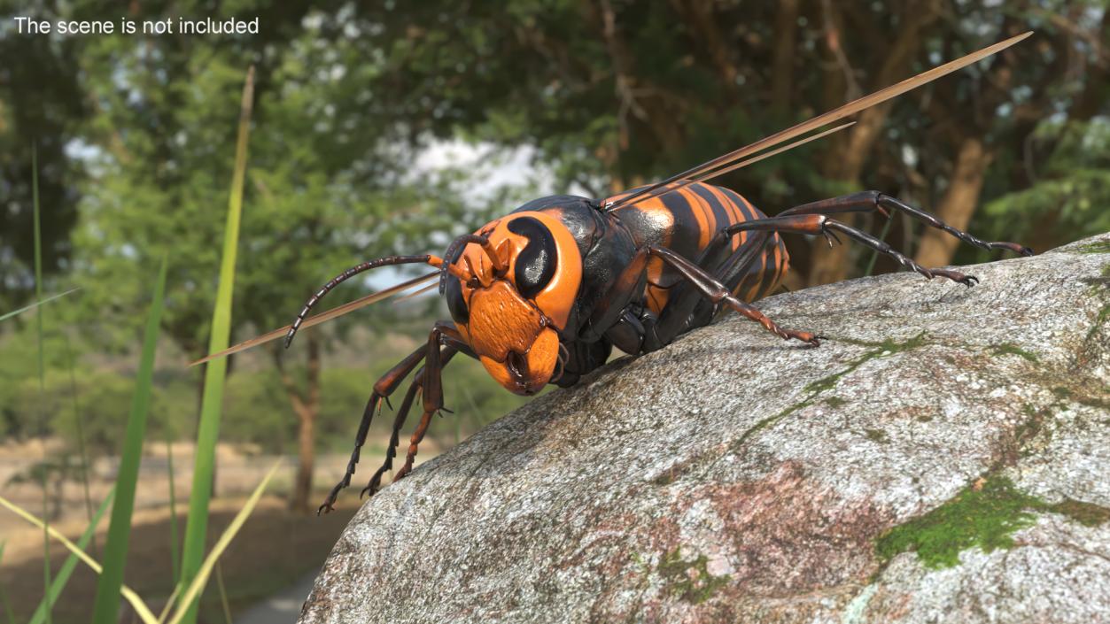 Giant Asian Hornet Basic Pose 3D model