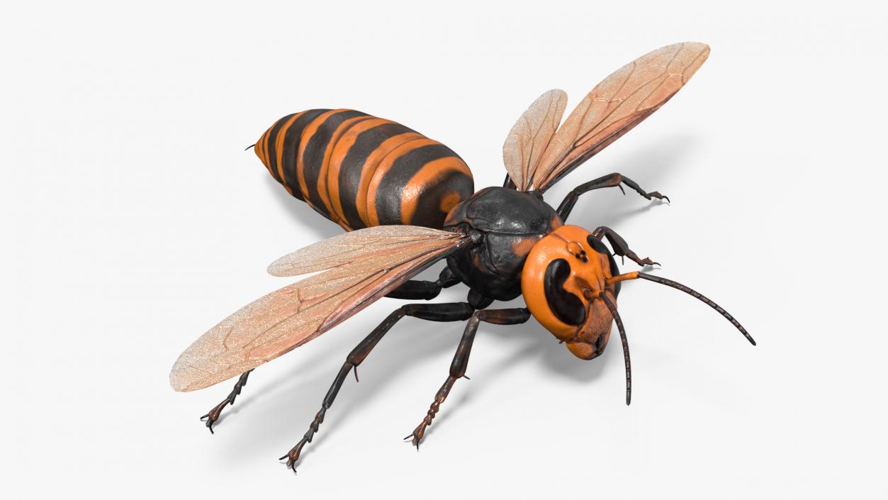 Giant Asian Hornet Basic Pose 3D model