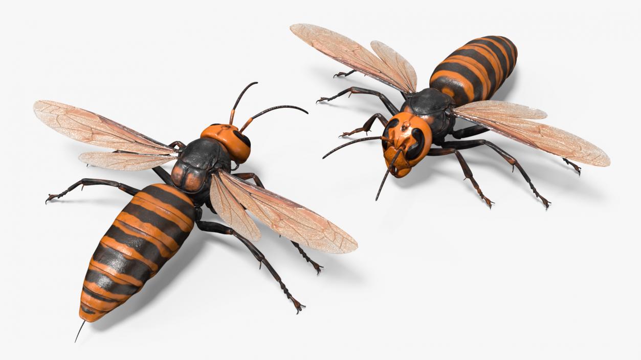 Giant Asian Hornet Basic Pose 3D model