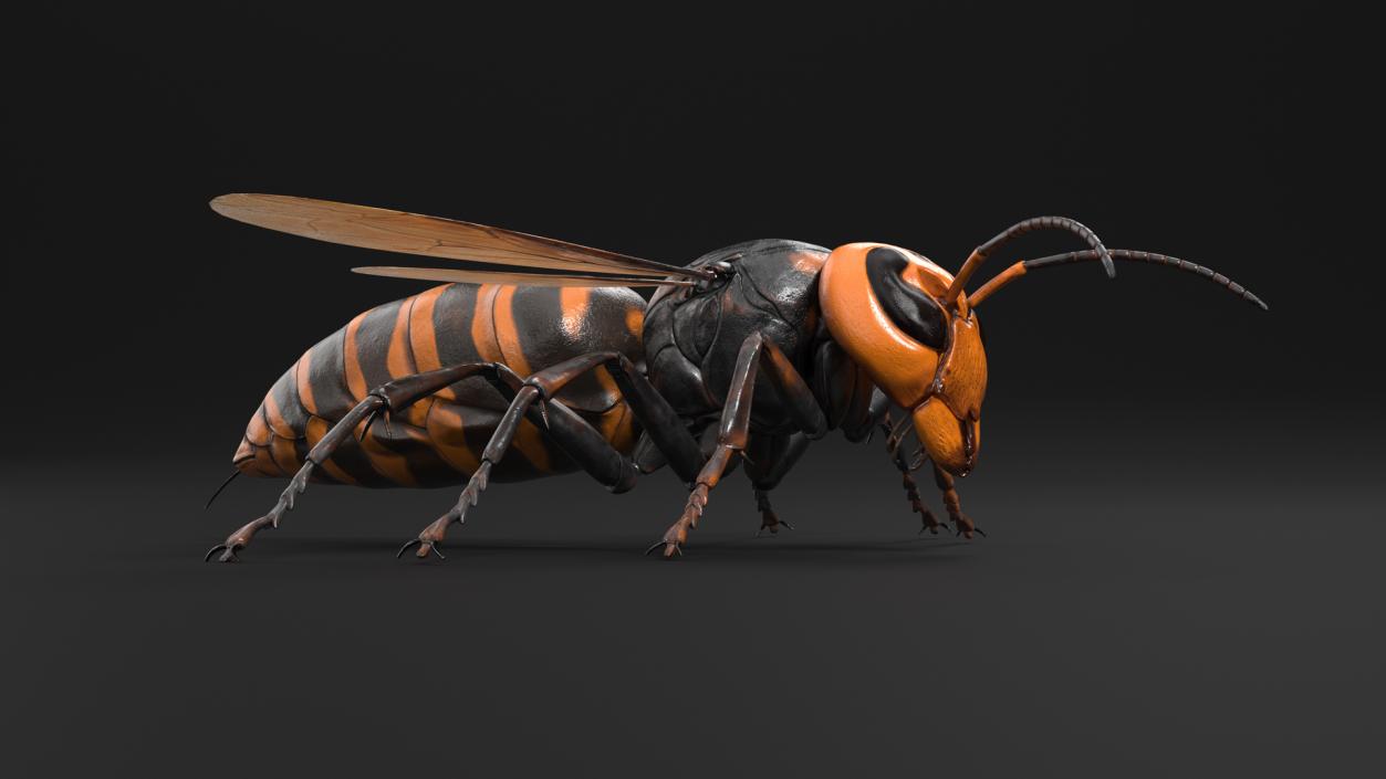 Giant Asian Hornet Basic Pose 3D model