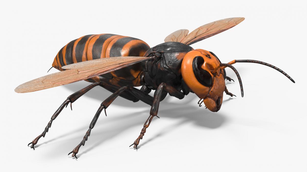 Giant Asian Hornet Basic Pose 3D model