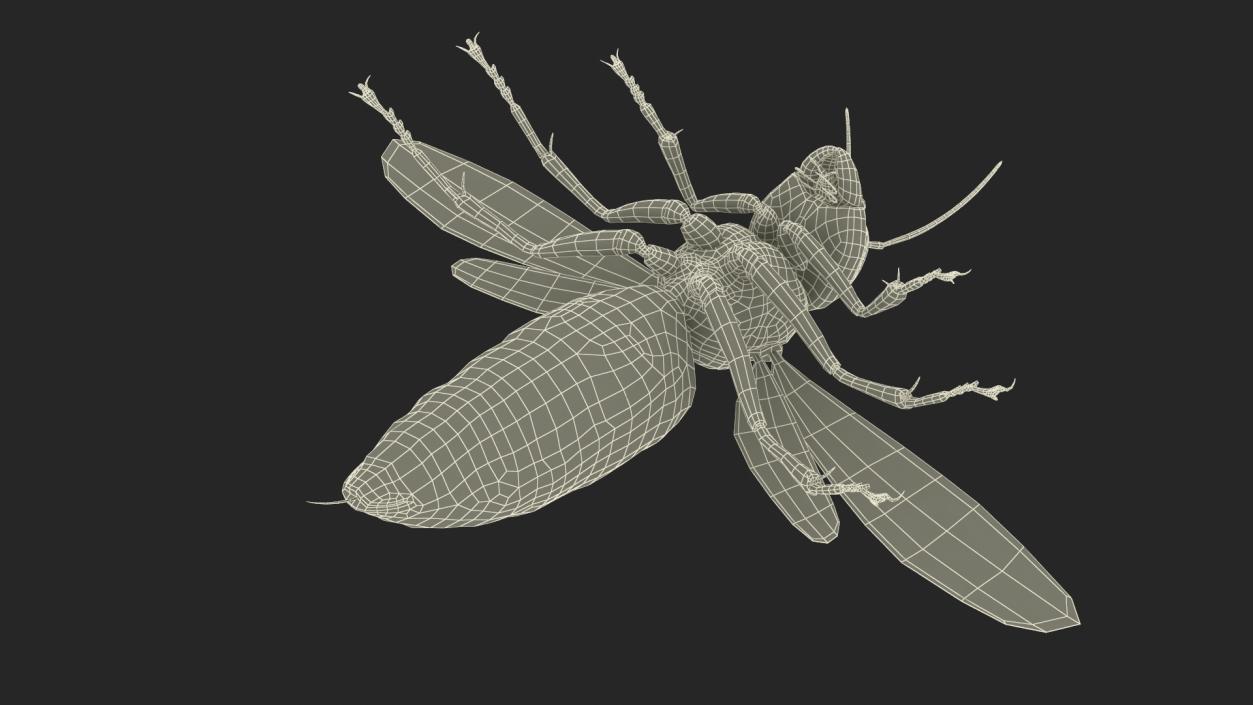 Giant Asian Hornet Basic Pose 3D model