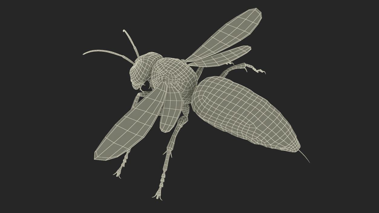 Giant Asian Hornet Basic Pose 3D model