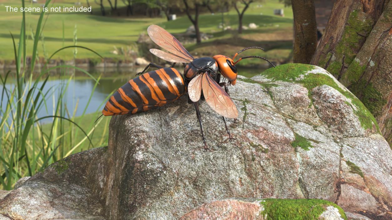 Giant Asian Hornet Basic Pose 3D model