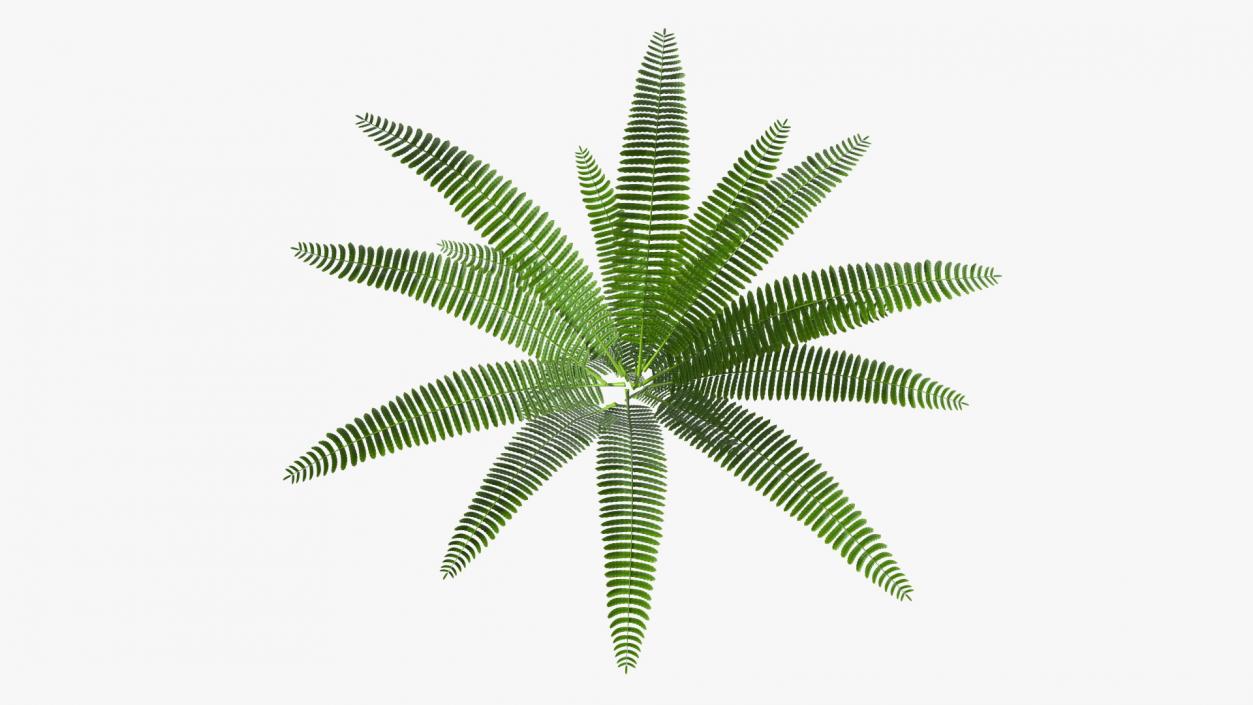 Tropical Fern Plant 3D model