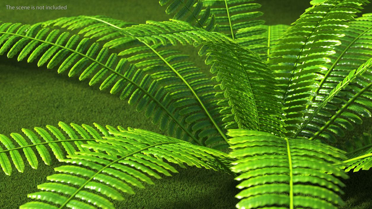 Tropical Fern Plant 3D model