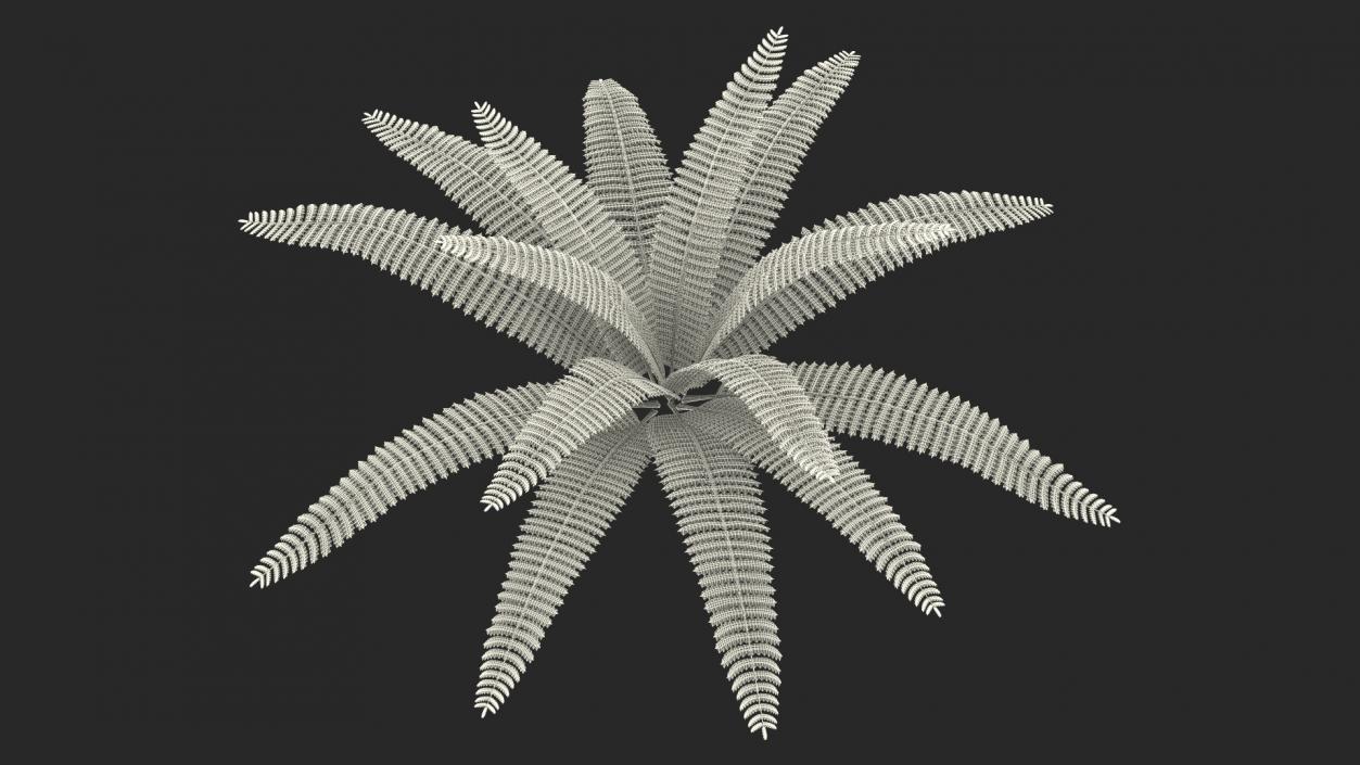 Tropical Fern Plant 3D model