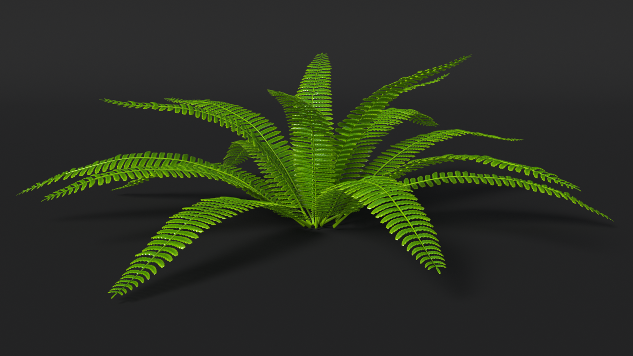 Tropical Fern Plant 3D model