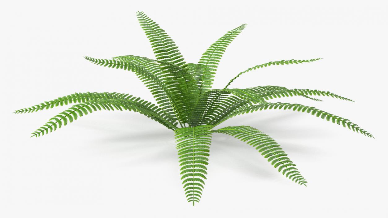 Tropical Fern Plant 3D model