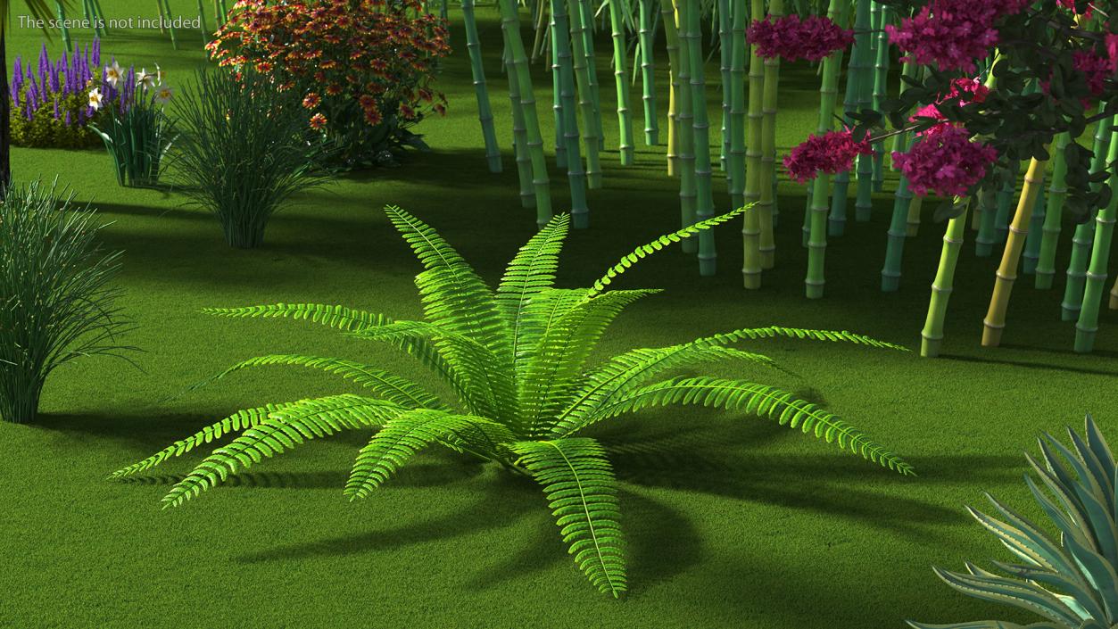 Tropical Fern Plant 3D model