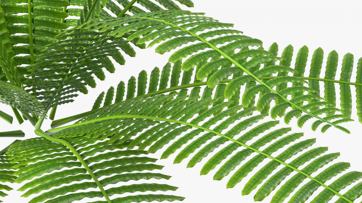 Tropical Fern Plant 3D model