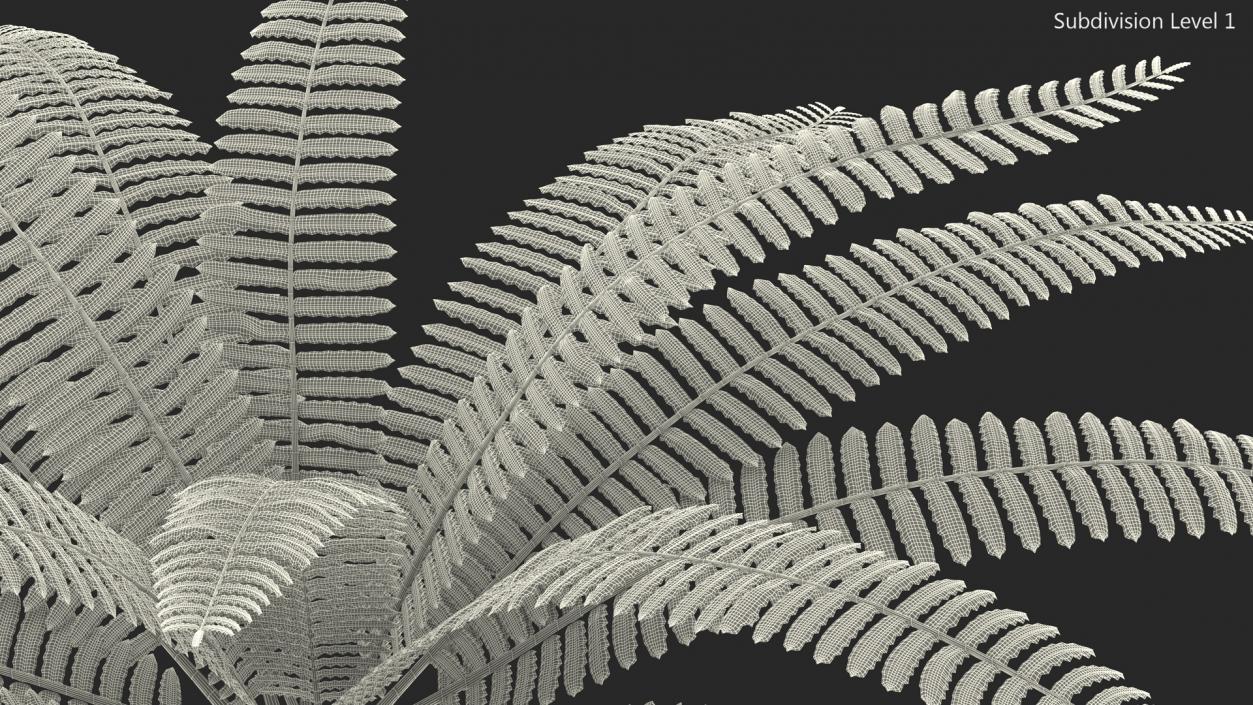 Tropical Fern Plant 3D model