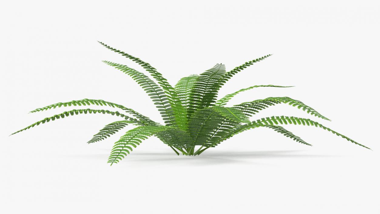 Tropical Fern Plant 3D model