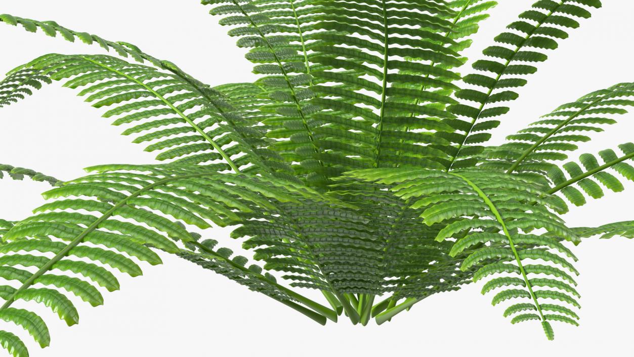 Tropical Fern Plant 3D model