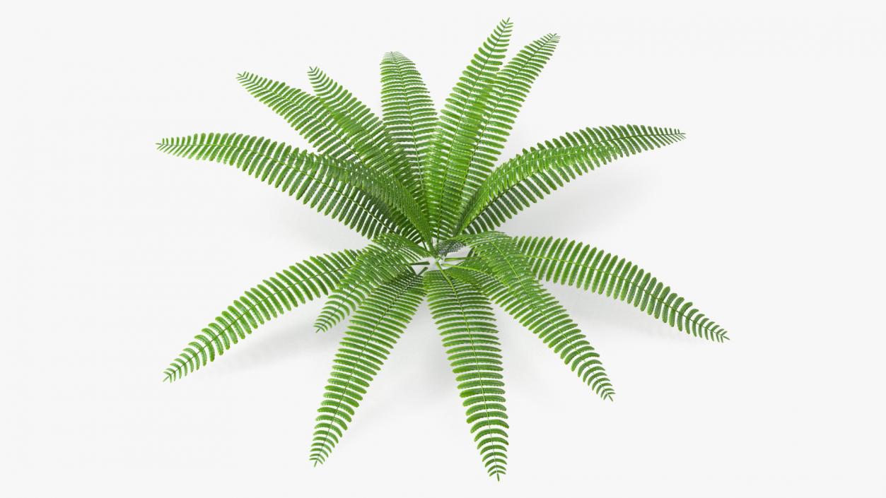 Tropical Fern Plant 3D model