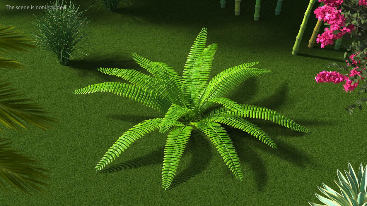 Tropical Fern Plant 3D model