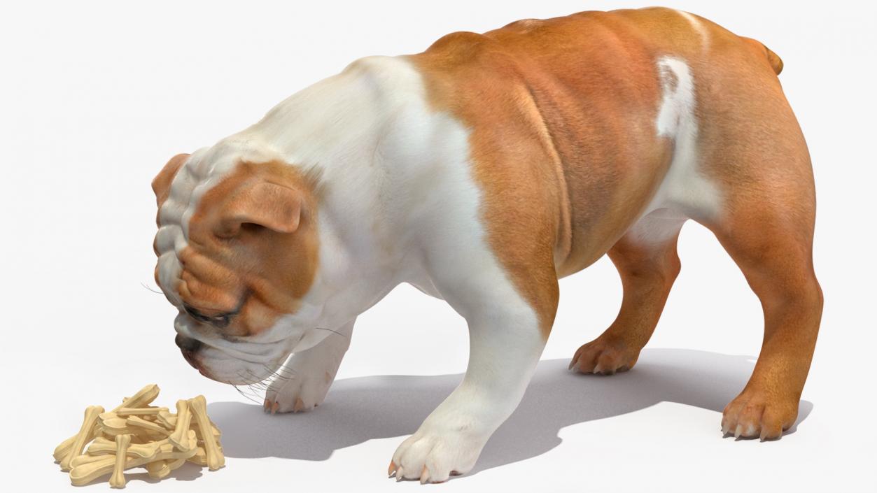 3D model Bulldog Sniffs a Pile of Bones