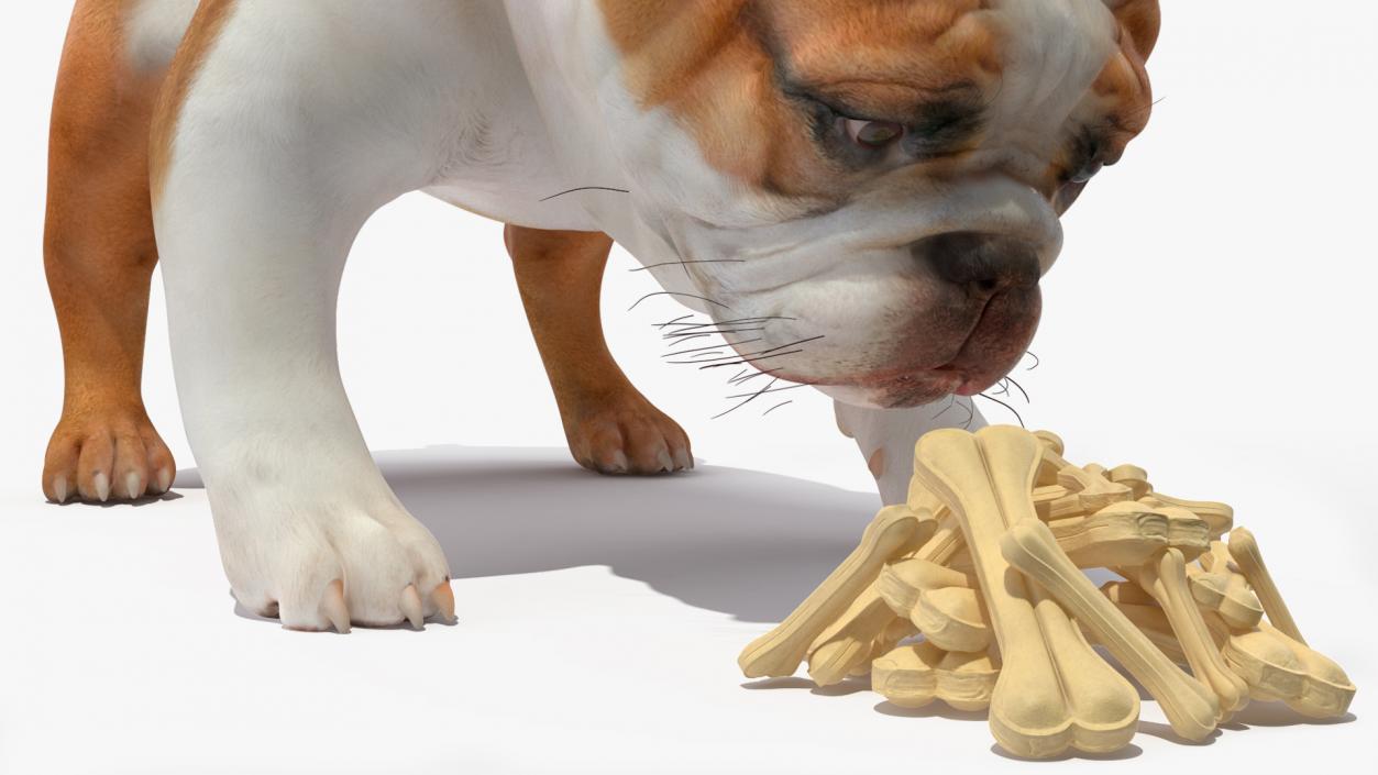 3D model Bulldog Sniffs a Pile of Bones