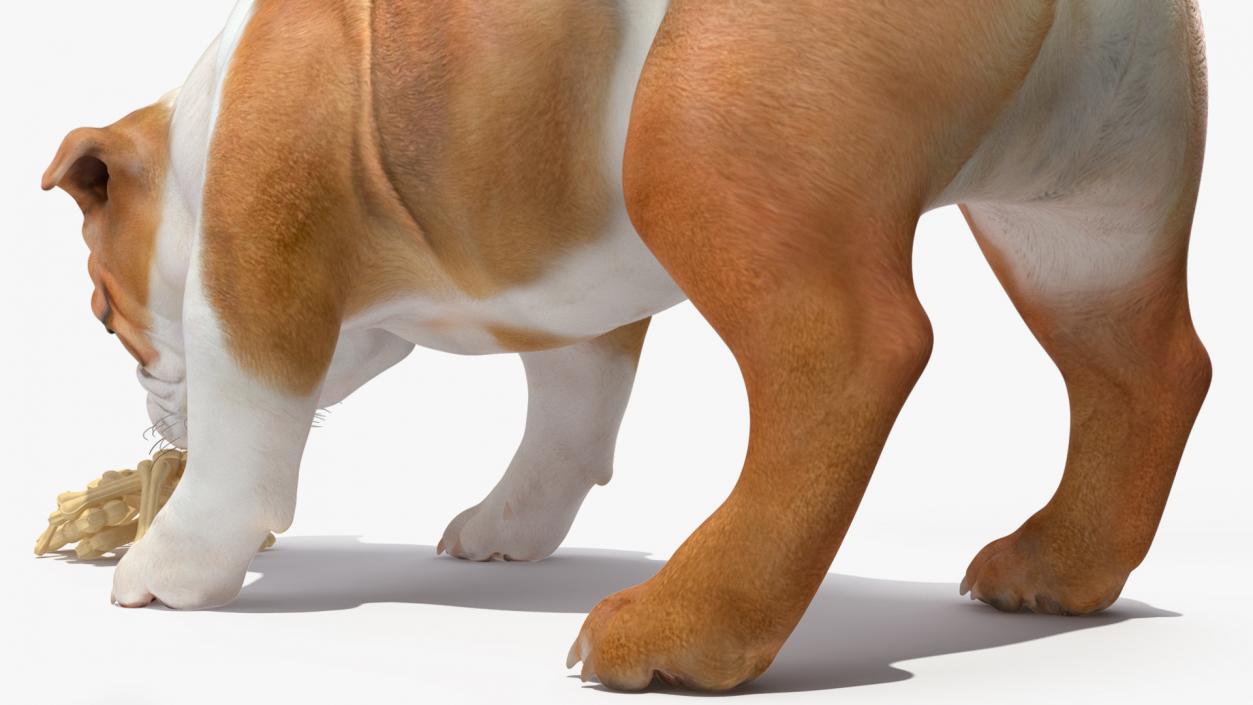 3D model Bulldog Sniffs a Pile of Bones