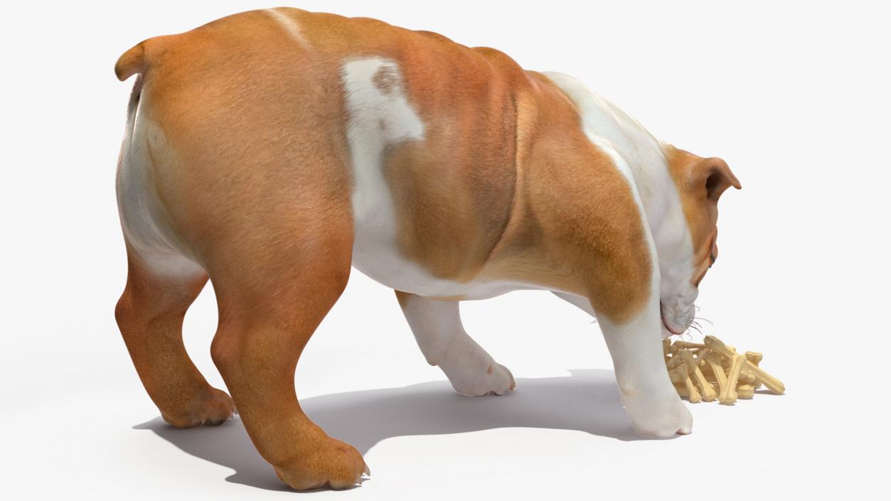 3D model Bulldog Sniffs a Pile of Bones