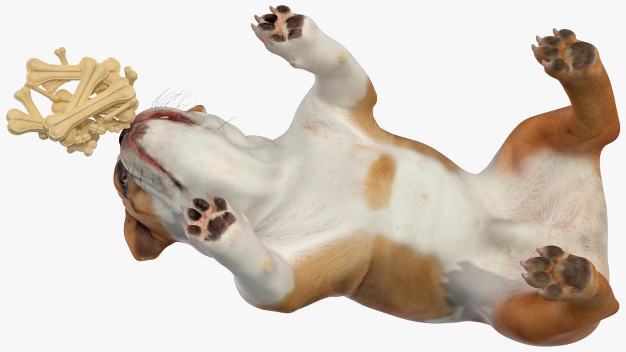 3D model Bulldog Sniffs a Pile of Bones