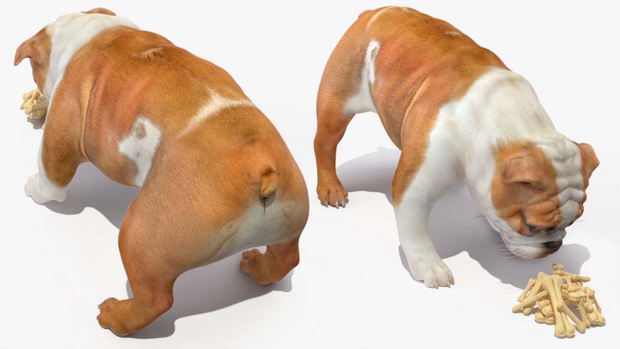 3D model Bulldog Sniffs a Pile of Bones