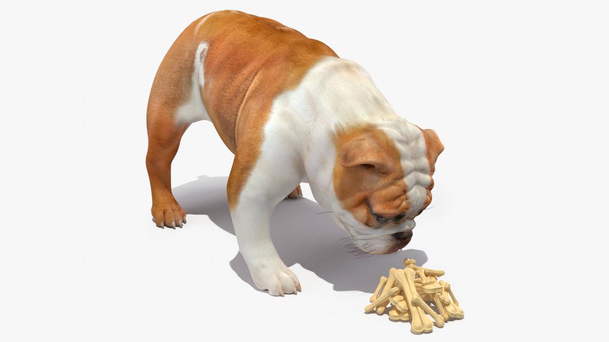 3D model Bulldog Sniffs a Pile of Bones