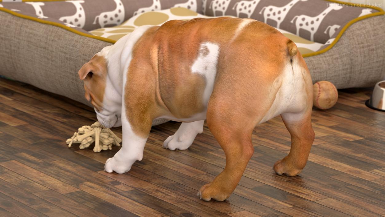 3D model Bulldog Sniffs a Pile of Bones