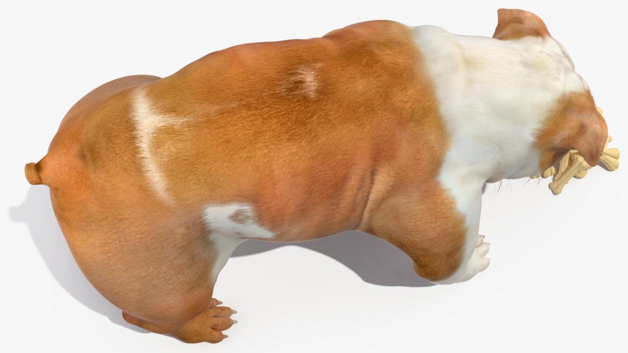 3D model Bulldog Sniffs a Pile of Bones