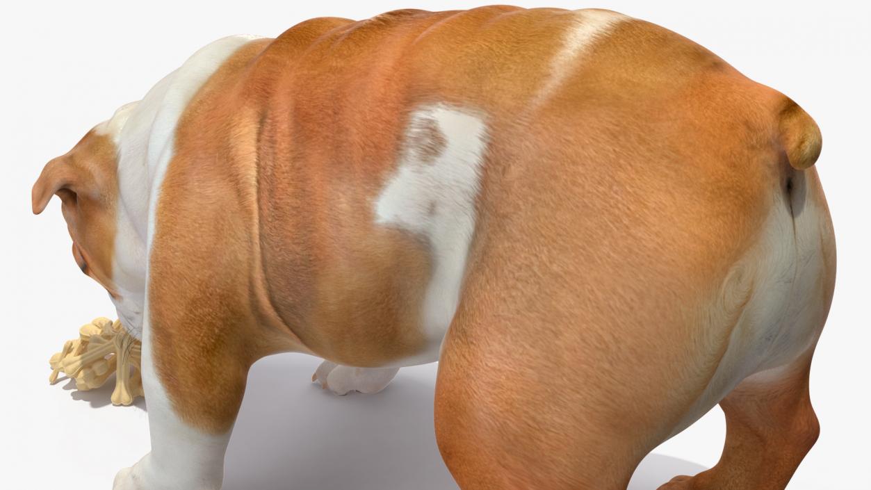 3D model Bulldog Sniffs a Pile of Bones