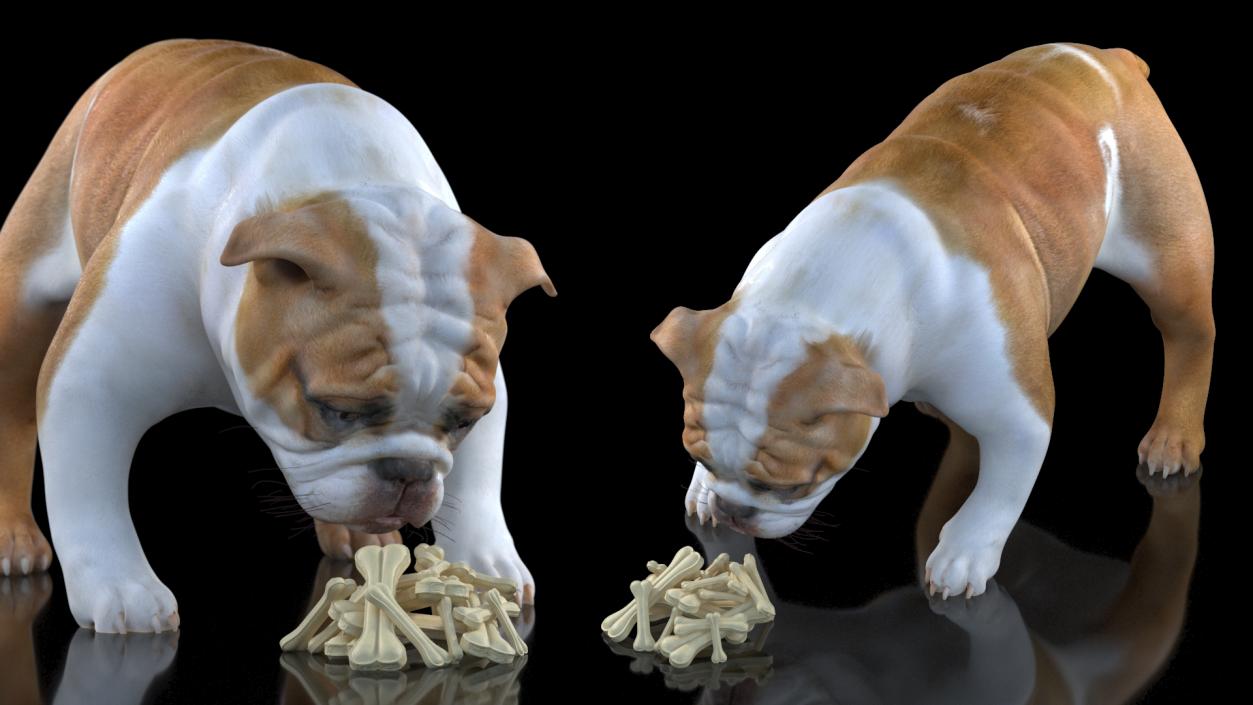 3D model Bulldog Sniffs a Pile of Bones