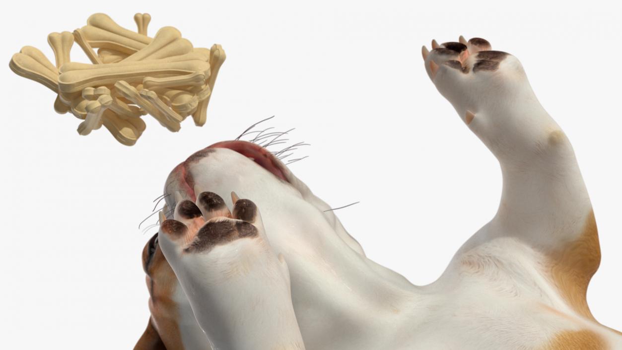 3D model Bulldog Sniffs a Pile of Bones