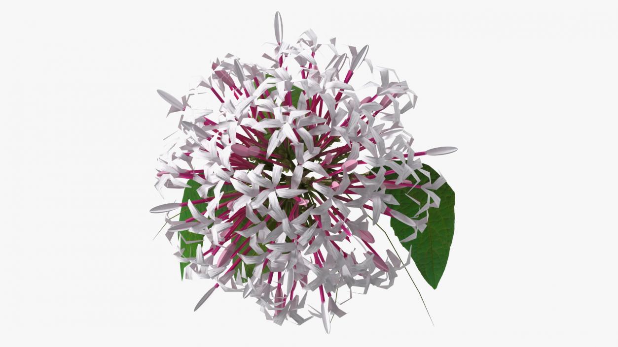 3D model Flowering Plants Collection 10