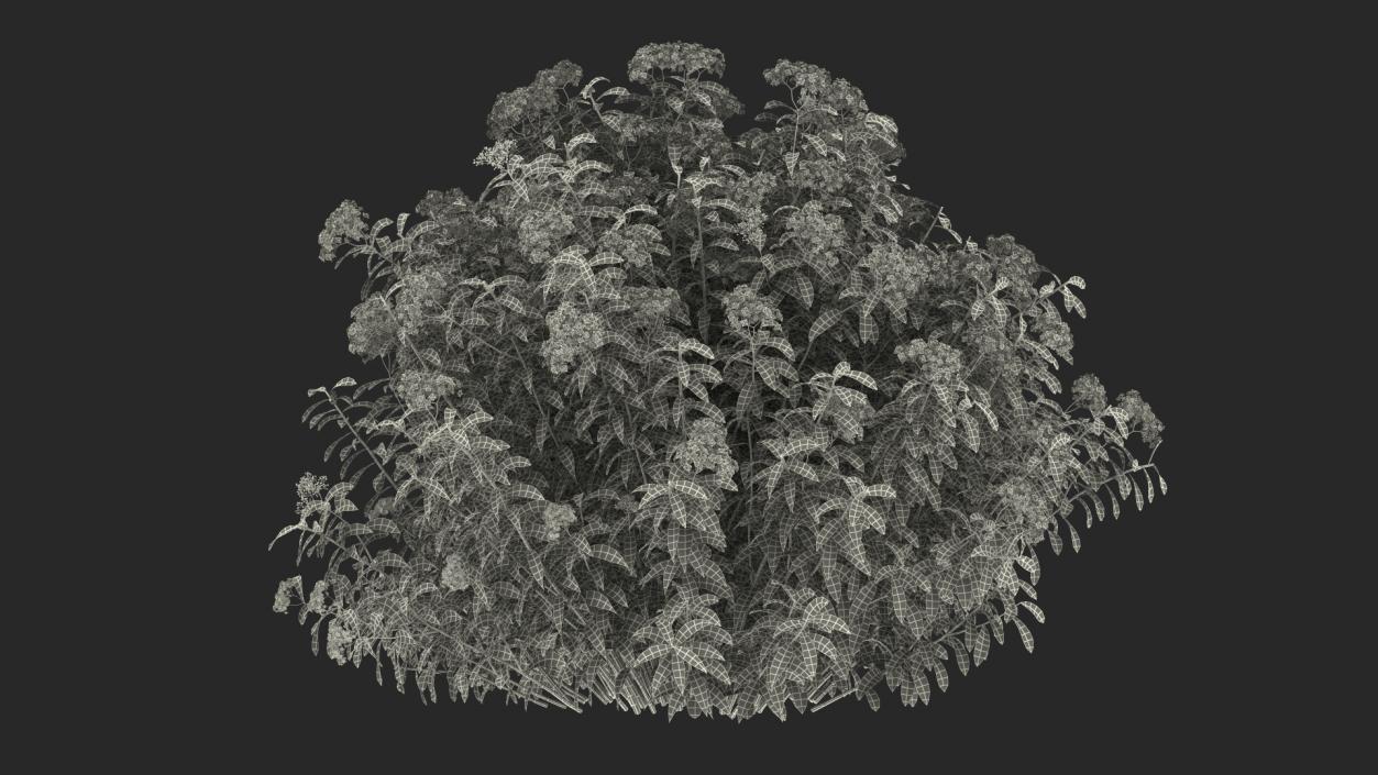 3D model Flowering Plants Collection 10