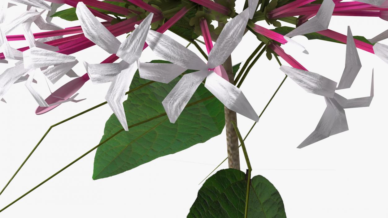 3D model Flowering Plants Collection 10