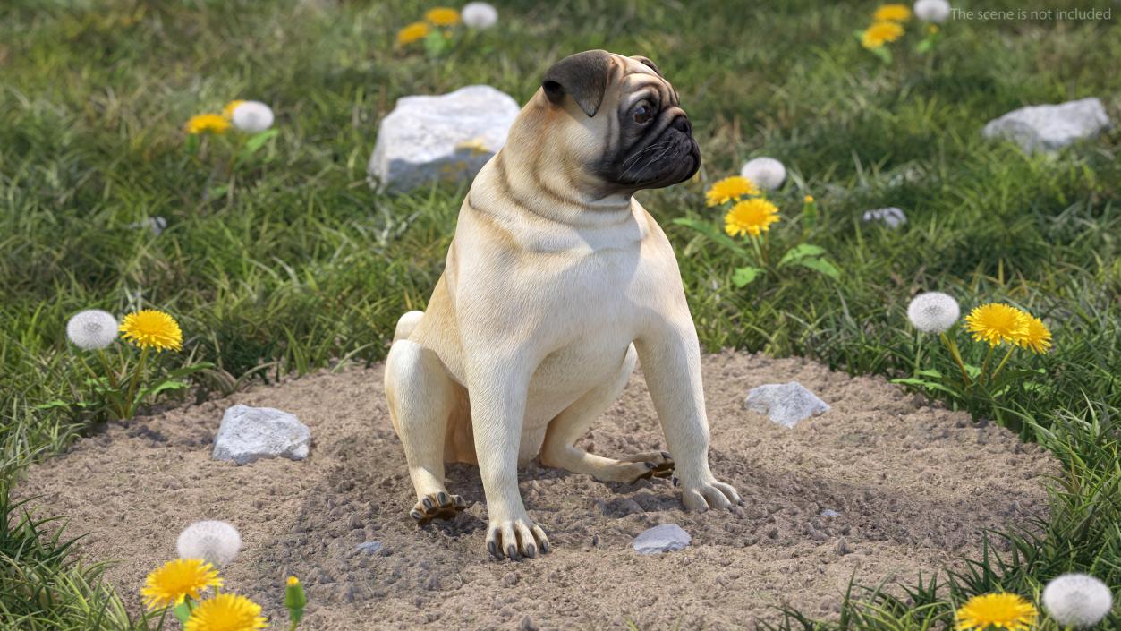 Pug Dog Rigged 3D model