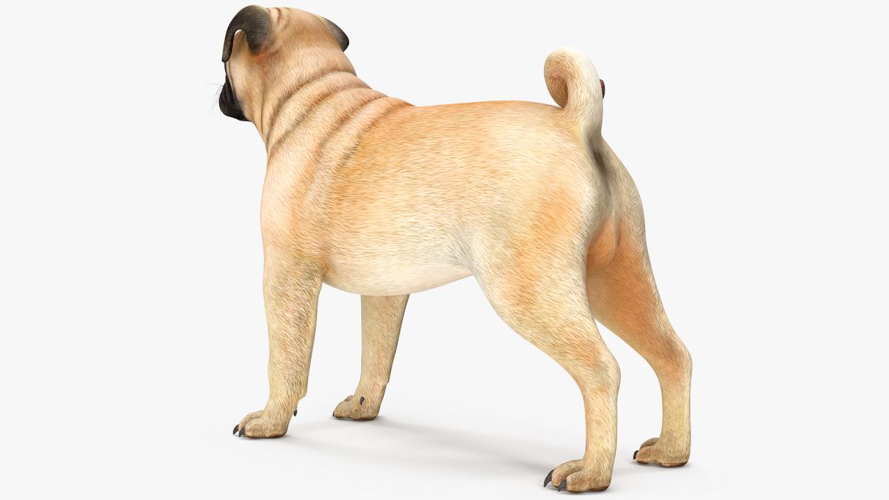 Pug Dog Rigged 3D model