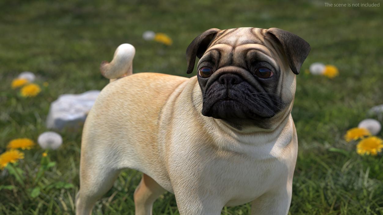 Pug Dog Rigged 3D model