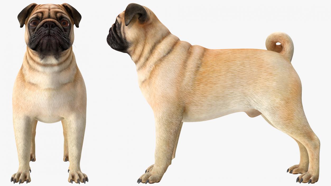 Pug Dog Rigged 3D model