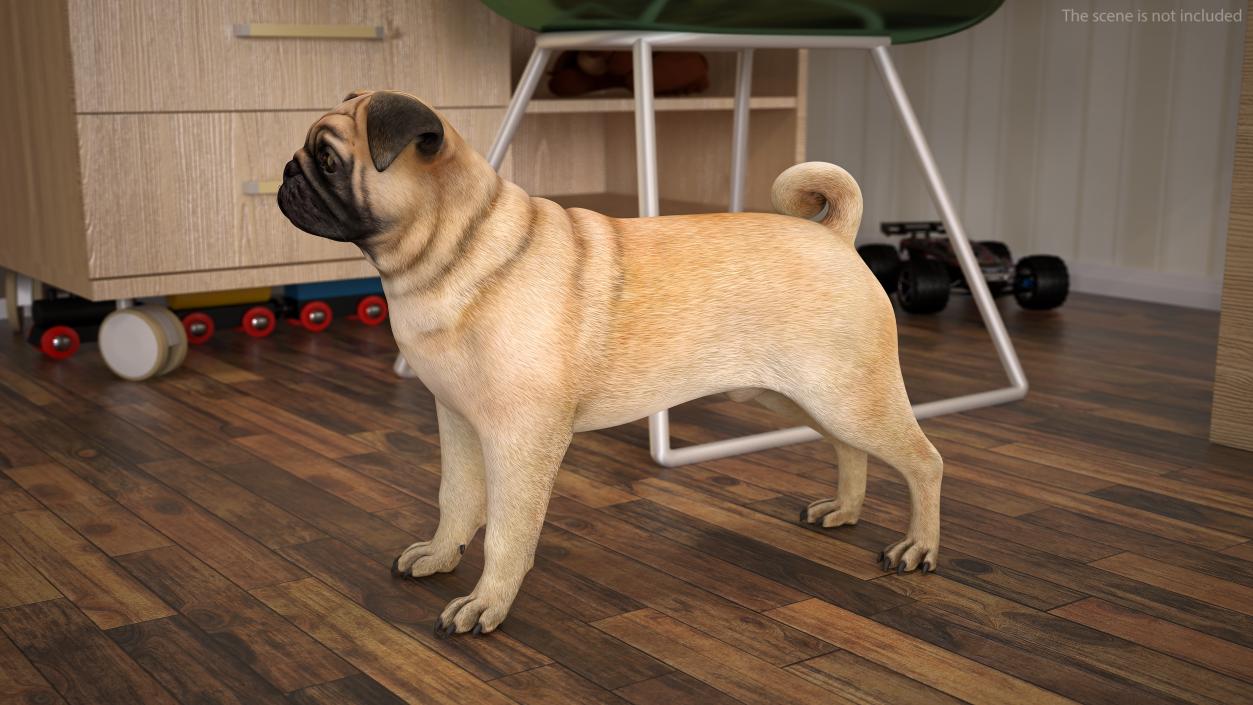 Pug Dog Rigged 3D model