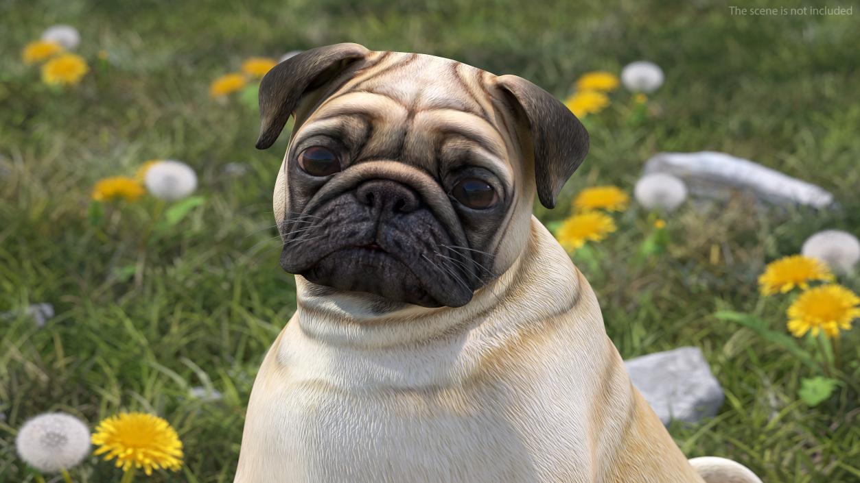 Pug Dog Rigged 3D model