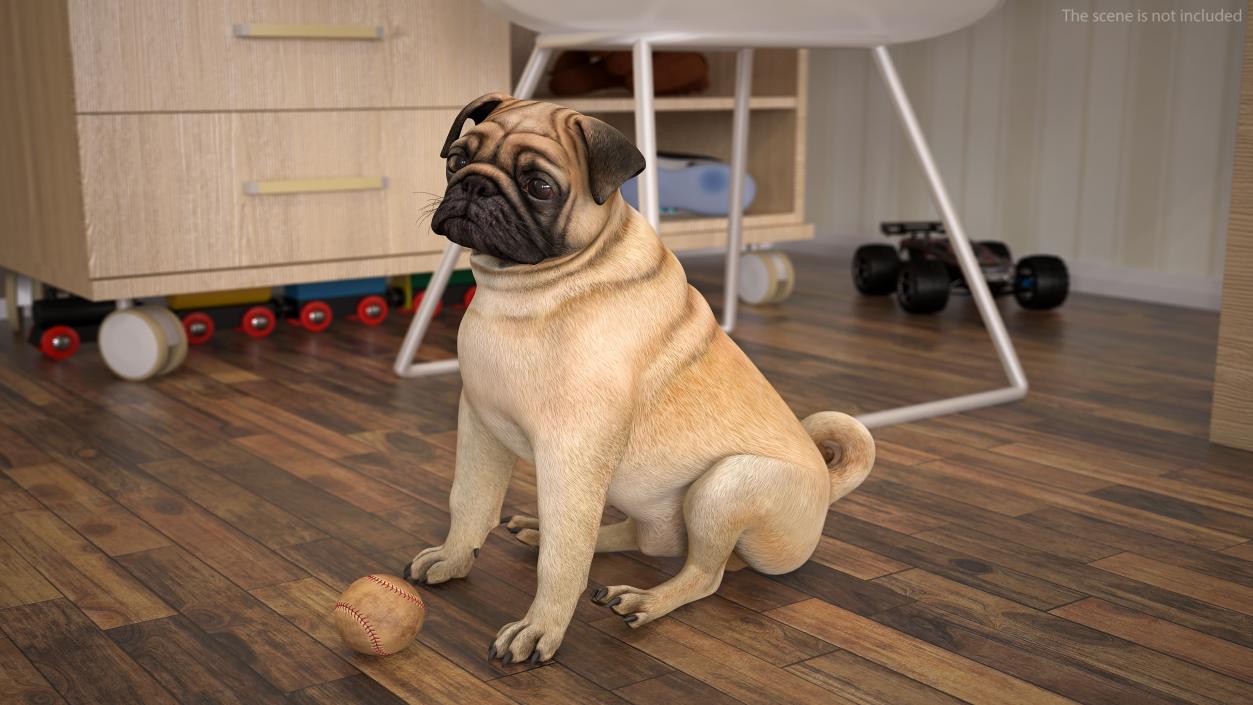 Pug Dog Rigged 3D model