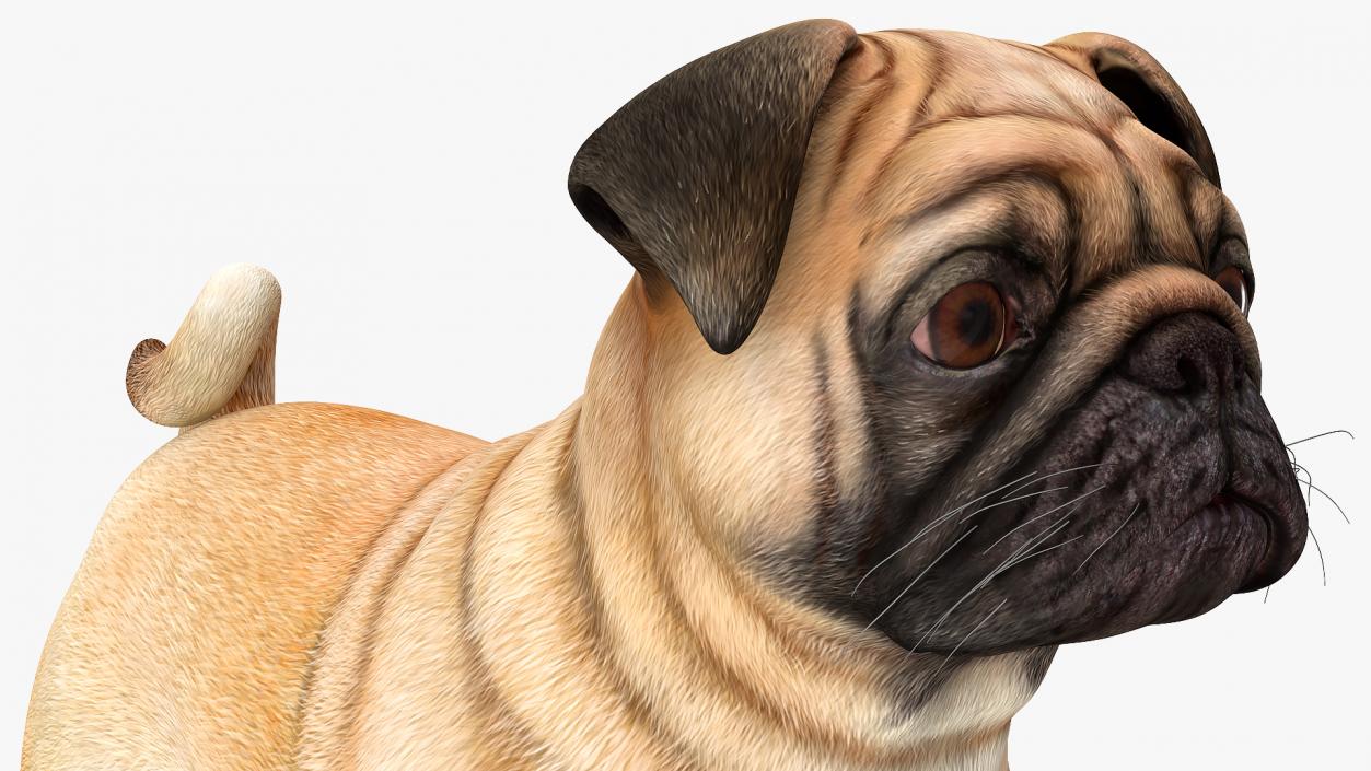 Pug Dog Rigged 3D model