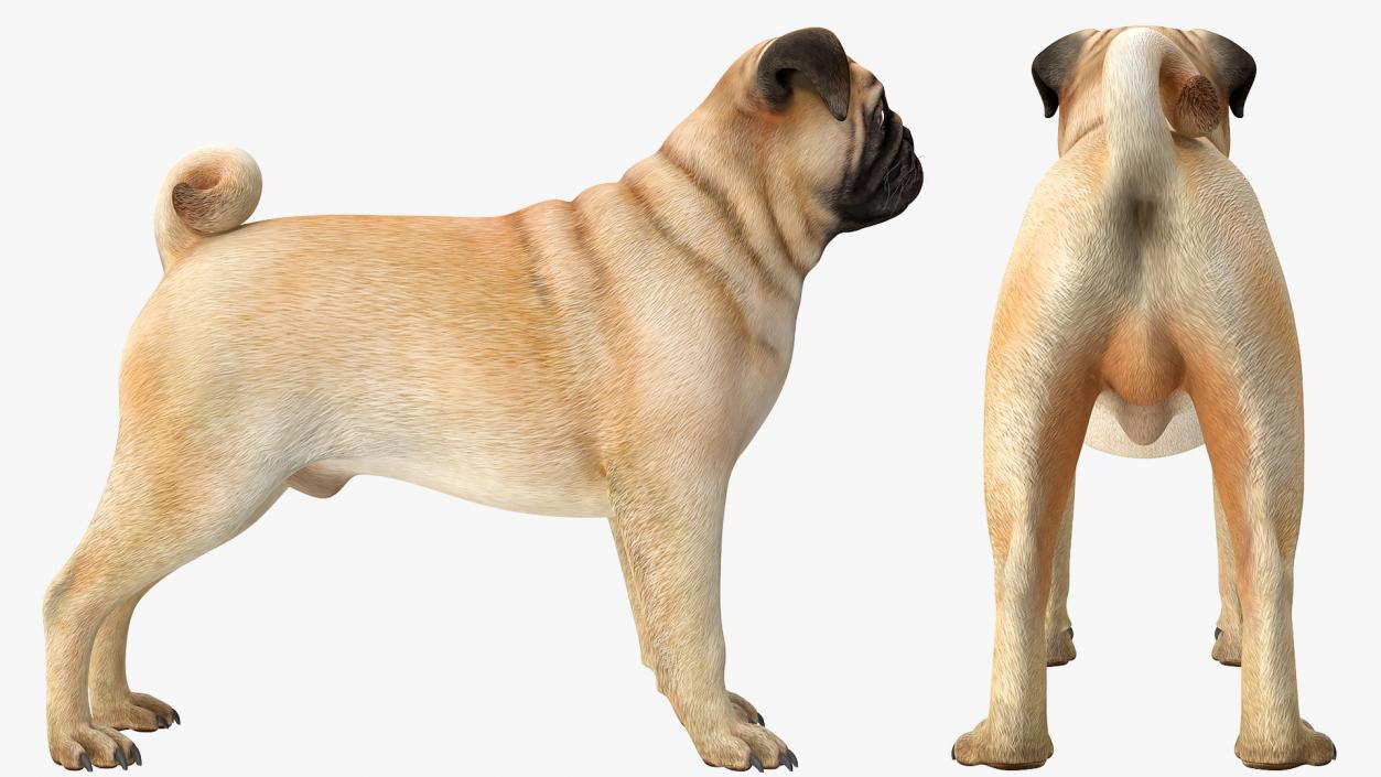 Pug Dog Rigged 3D model