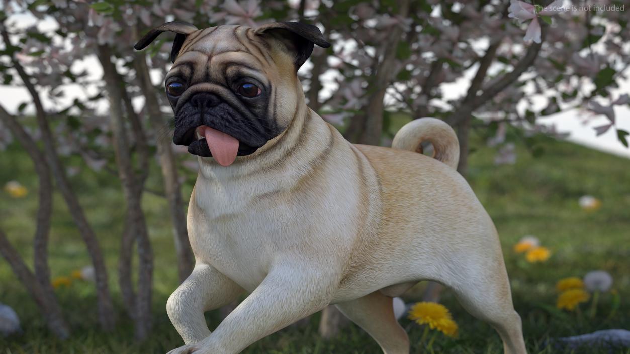 Pug Dog Rigged 3D model